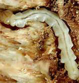 emerald ash borer larvae